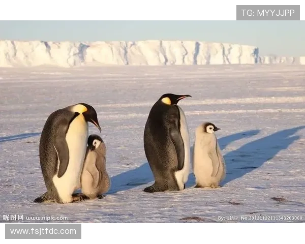 兔子与足球明星的奇妙联系揭示了运动与动物世界的有趣交汇 兔子与足球明星的奇妙联系揭示了运动与动物世界的有趣交汇